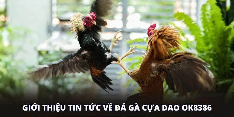 Giới thiệu tin tức về đá gà cựa dao OK8386